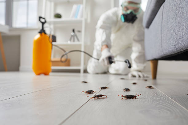 Trusted Cockroach Control service in Banks Springs, LA - Nex Pest Control